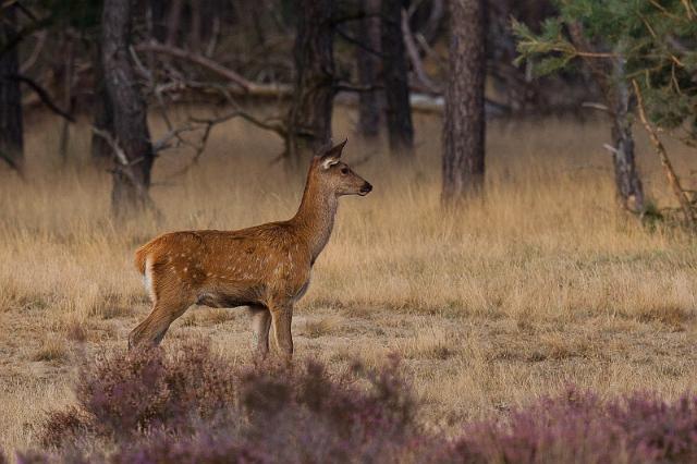 06 Hoge Veluwe, edelhert.jpg